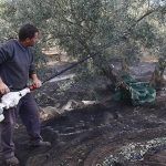 Agricultor realizando trabajos en un olivo.