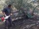 Agricultor realizando trabajos en un olivo.