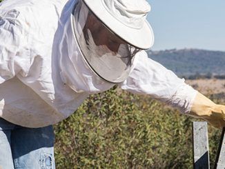 el sector apícola regional es el que tiene el mayor número de colmenas en España con más de 630.000