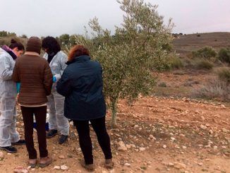 Técnicos realizando pruebas al olivo afectado por Xylella fastidiosa, ayer en Villarejo de Salvanés (Madrid)