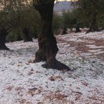 El olivar, por su parte, ha sido fuertemente castigado por el pedrisco en Cabeza del Buey