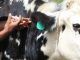 El número de tuberculinizaciones realizadas en ganado bovino ha sido de 1.753.527