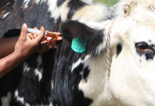 El número de tuberculinizaciones realizadas en ganado bovino ha sido de 1.753.527